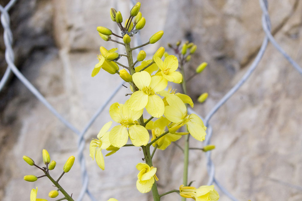 Brassica montana / Cavolo selvatico